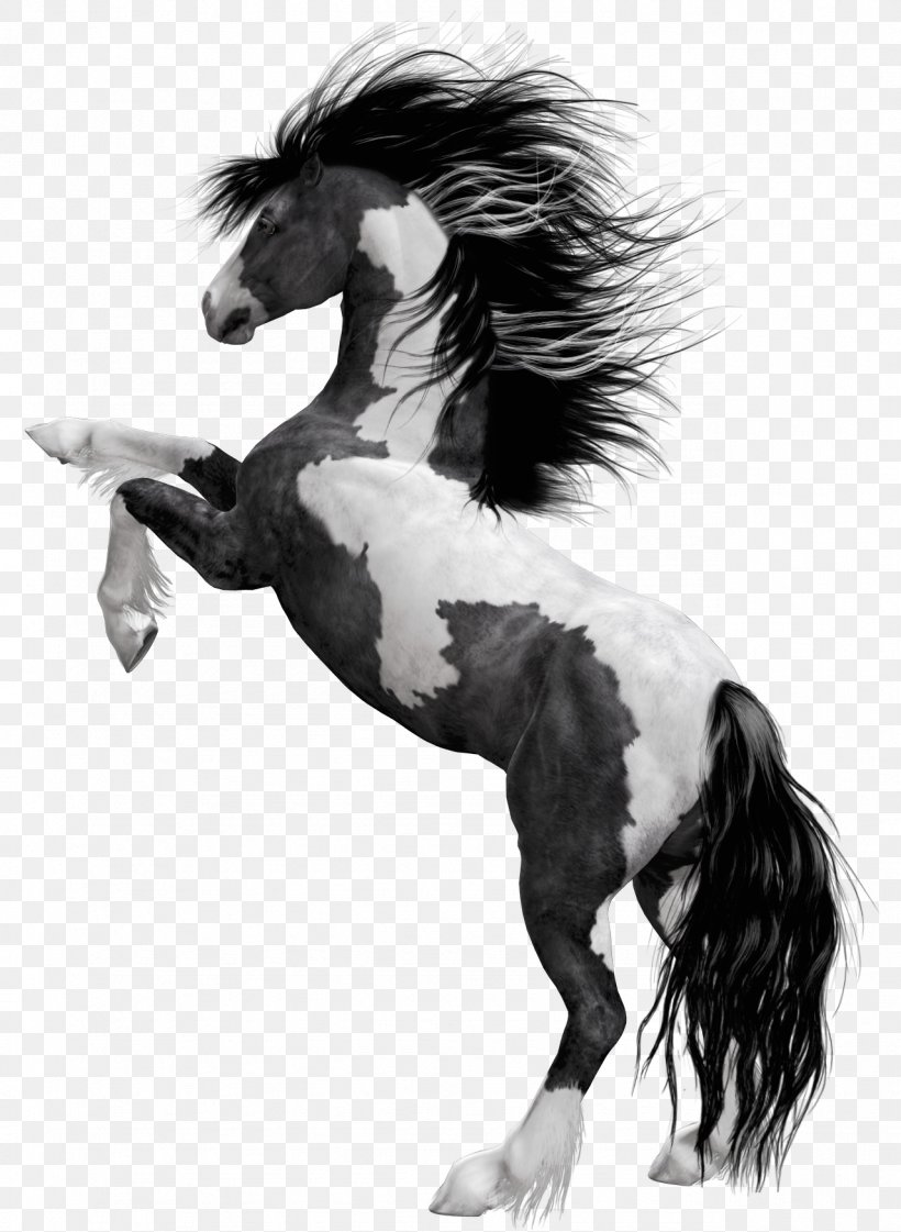 Horse White Black Bay, PNG, 1279x1750px, Mustang, American Paint Horse, Animal, Bay, Black Download Free