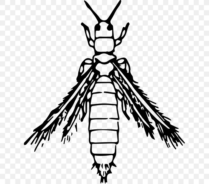 Insect Thrips Clip Art, PNG, 632x720px, Insect, Animal, Artwork, Beak, Black And White Download Free