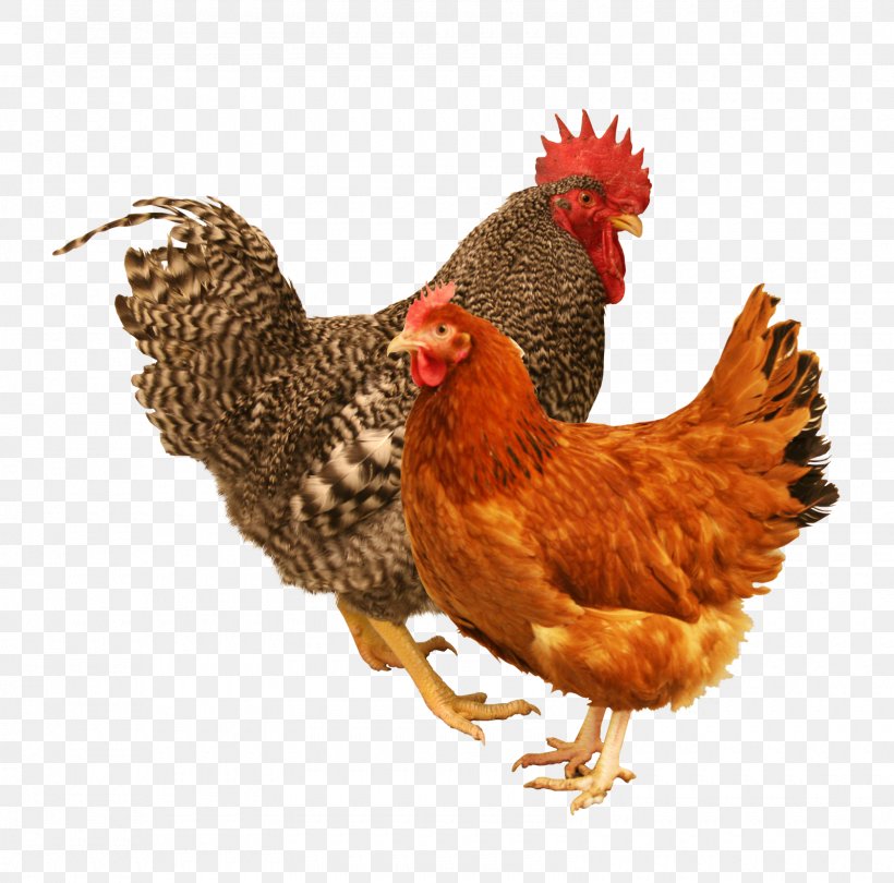 Rooster Rhode Island Red Rhode Island White Sussex Chicken Leghorn Chicken, PNG, 1600x1582px, Rooster, Beak, Bird, Chicken, Cochin Chicken Download Free
