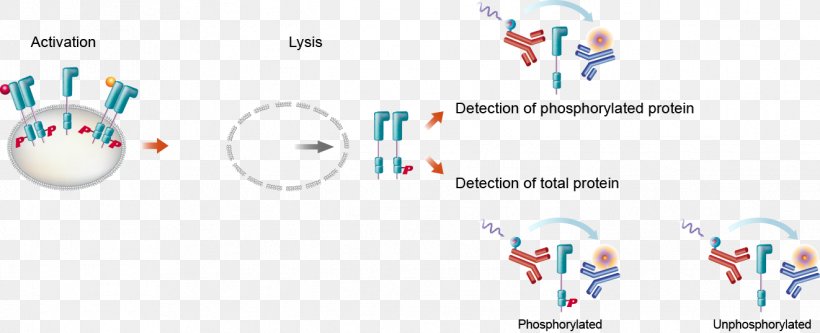 Immunoassay HER2/neu Cell Plate Reader, PNG, 1322x538px, Assay, Area, Brand, Cell, Communication Download Free