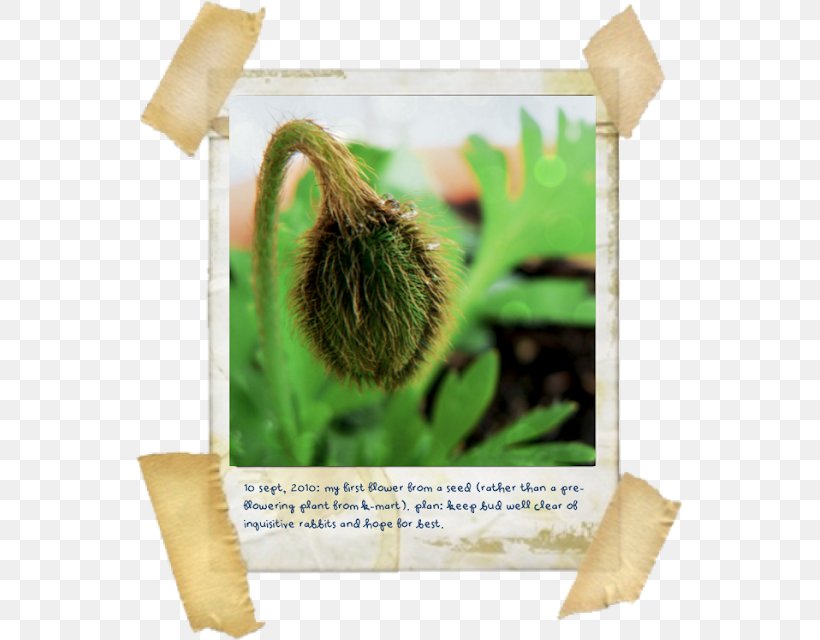Instant Camera Picture Frames Polaroid Corporation, PNG, 547x640px, Instant Camera, Camera, Grass, Image Editing, Kodak Download Free