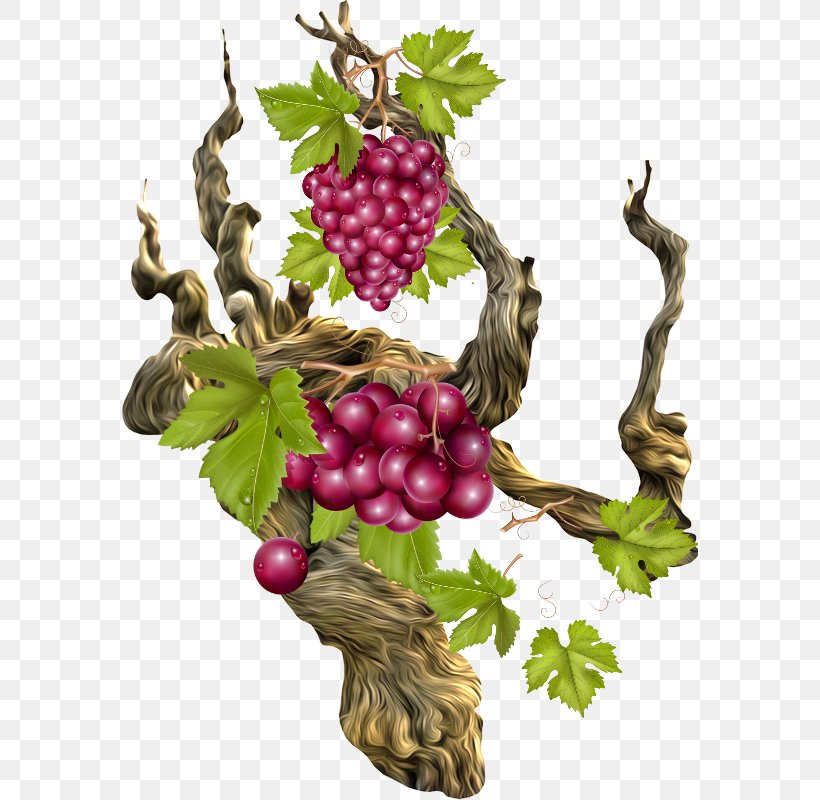 Grape Coarse Woody Debris Branch Raisin Berry, PNG, 577x800px, 2017, Grape, Berry, Branch, Coarse Woody Debris Download Free