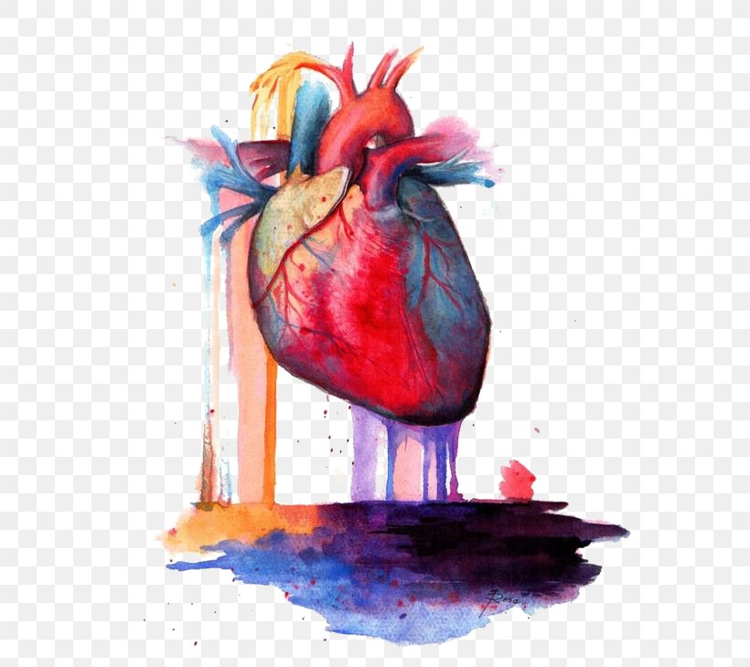 Heart Anatomy Watercolor Painting, PNG, 564x730px, Watercolor, Cartoon, Flower, Frame, Heart Download Free