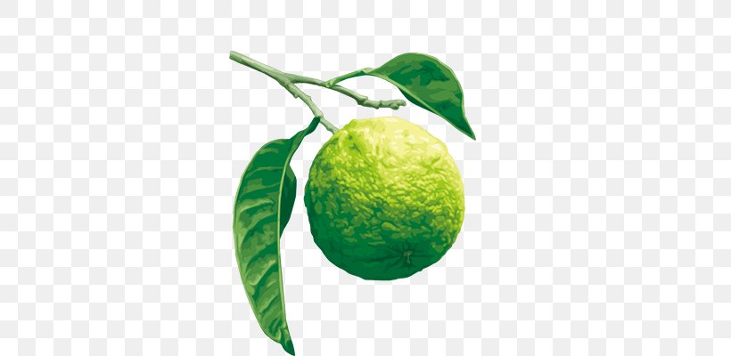 Lime Citrus ×bergamia Aromatherapy Rutaceae Satsuma Mandarin, PNG, 800x400px, Lime, Aromatherapy, Citrus, Extraction, Family Download Free