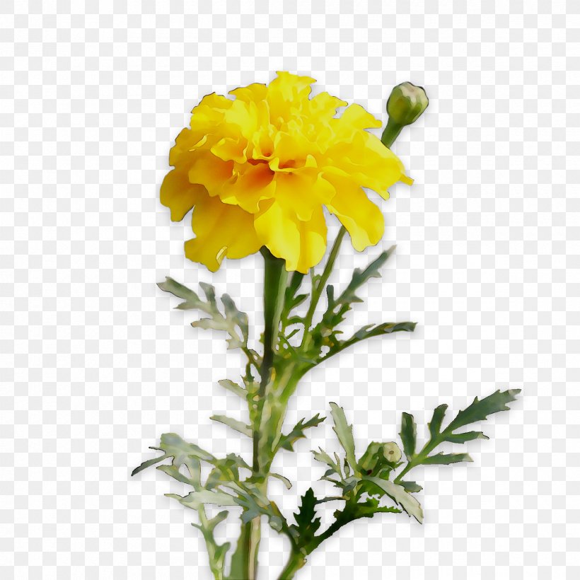 Chrysanthemum English Marigold Cut Flowers Yellow Herbaceous Plant, PNG, 2400x2400px, Chrysanthemum, Annual Plant, Cinquefoil, Cut Flowers, English Marigold Download Free