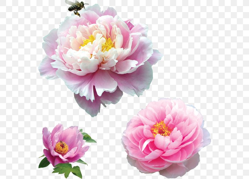 Moutan Peony Pink Clip Art, PNG, 570x591px, Moutan Peony, Artificial Flower, Cut Flowers, Floral Design, Floristry Download Free