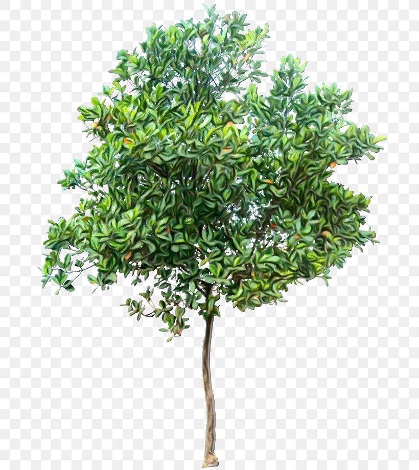 Palm Tree Leaf, PNG, 700x920px, Tree, Branch, Flower, Grass, Leaf Download Free