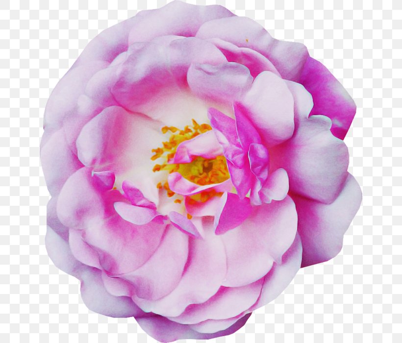 Rose, PNG, 658x700px, Petal, Cut Flowers, Flower, Peony, Pink Download Free
