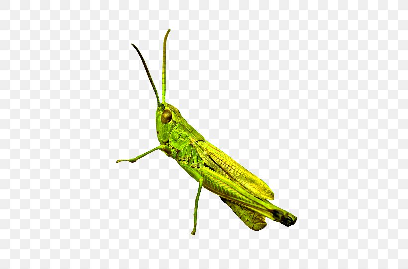 Grasshopper Konik Polny GIF Pterygota Cricket, PNG, 580x541px