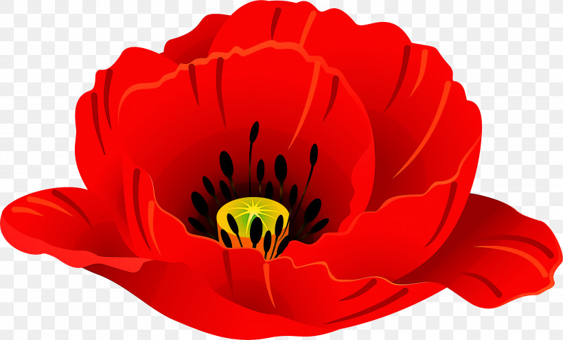 Red Flower Petal Plant Poppy, PNG, 3000x1813px, Red, Coquelicot, Corn Poppy, Flower, Oriental Poppy Download Free