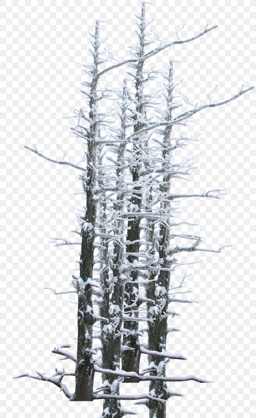 Winter Snow Tree Twig, PNG, 886x1445px, Winter, Black And White, Branch, Hard Rime, Paintshop Pro Download Free