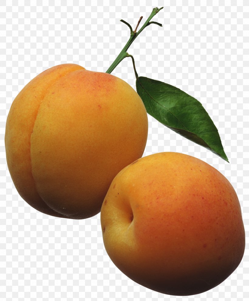 Apricot Peach Fruit Clip Art, PNG, 1800x2174px, Apricot, Bitter Orange, Citrus, Food, Fruit Download Free
