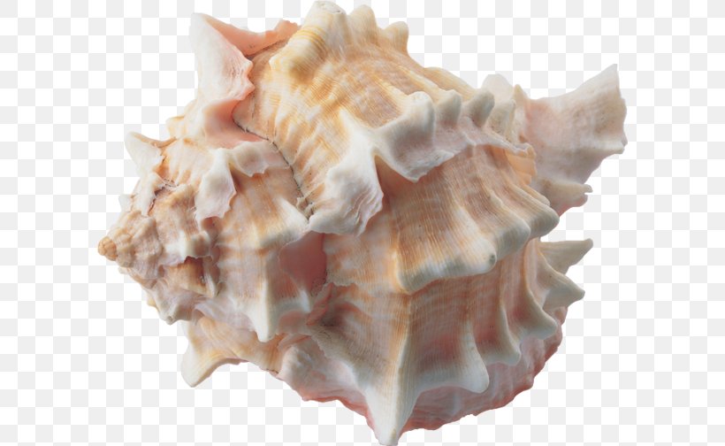 Conch Seashell Clam Escargot, PNG, 600x504px, Conch, Clam, Clams Oysters Mussels And Scallops, Conchology, Escargot Download Free