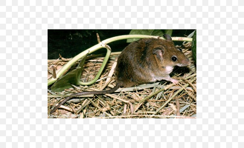 Dormouse Gerbil Rat Hamster, PNG, 500x500px, Mouse, Animal, Dormouse, Fauna, Gerbil Download Free