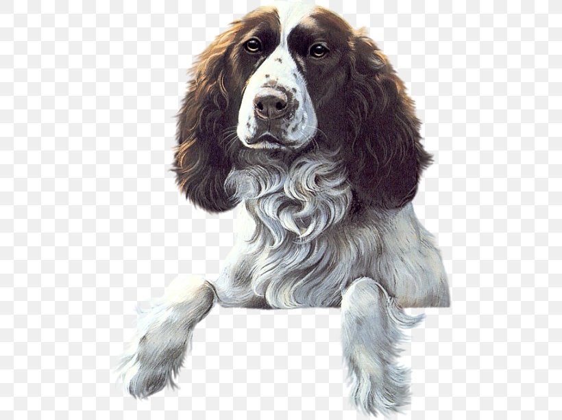 English Springer Spaniel Welsh Springer Spaniel Field Spaniel English Cocker Spaniel Drentse Patrijshond, PNG, 498x614px, English Springer Spaniel, Blog, Carnivoran, Centerblog, Companion Dog Download Free