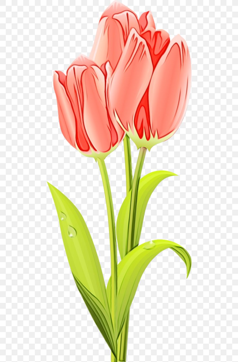 Flower Tulip Cut Flowers Petal Clip Art, PNG, 500x1243px, Watercolor, Cut Flowers, Flower, Flowering Plant, Paint Download Free