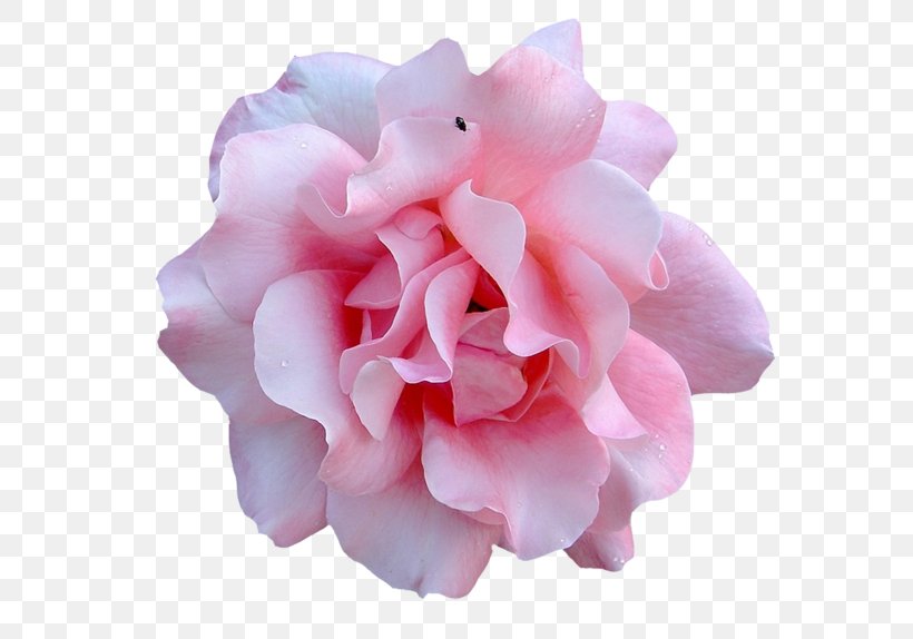 Garden Roses Flower, PNG, 600x574px, Garden Roses, Cut Flowers, Flower, Flowering Plant, Petal Download Free