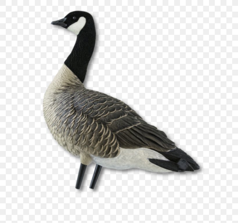 Greylag Goose Duck Canada Goose Bird, PNG, 768x768px, Goose, Beak, Bird, Canada, Canada Goose Download Free