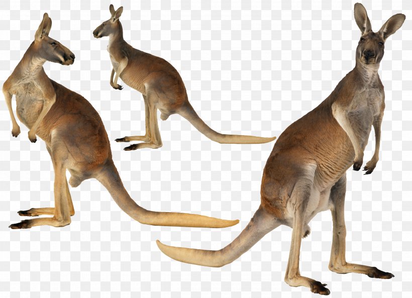 Kangaroo Island Australian-English, English-Australian Red Kangaroo, PNG, 4730x3425px, Kangaroo, Animal, Anthea Bickerton, Australia, Australian English Download Free