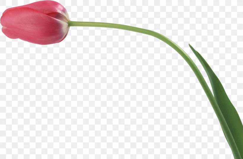 Tulip Flower Plant Stem Bud, PNG, 2597x1699px, Tulip, Art Museum, Branch, Bud, Flower Download Free