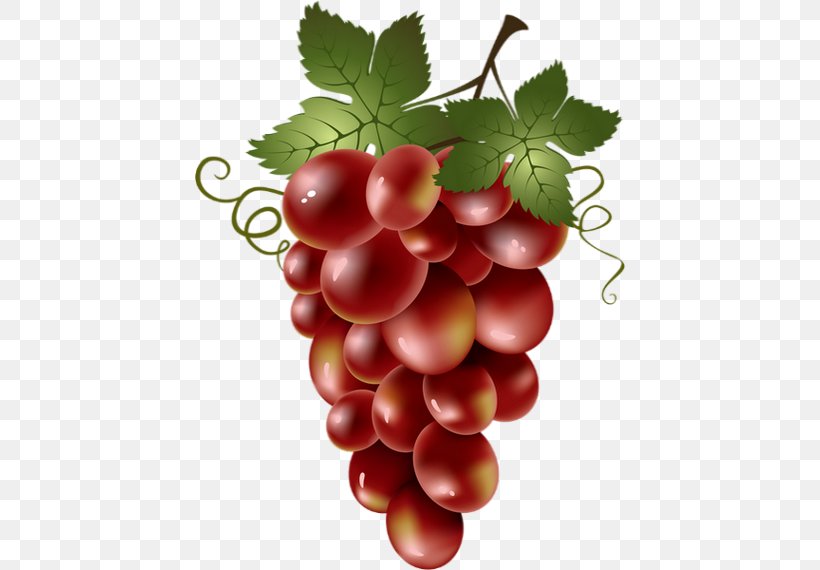 Common Grape Vine Red Wine Clip Art, PNG, 430x570px, Common Grape Vine, Berry, Boysenberry, Concord Grape, Cranberry Download Free