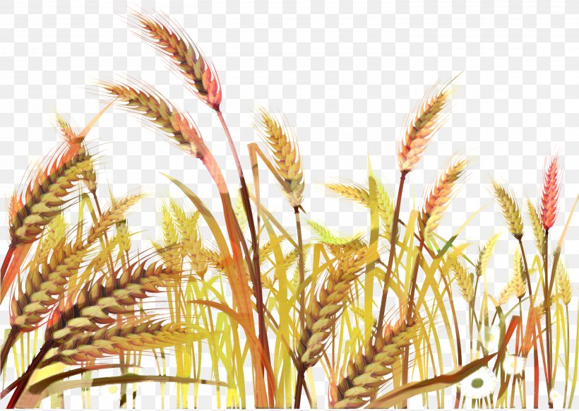 Drawing Of Family, PNG, 2995x2128px, Wheat, Agriculture, Barley, Cereal, Cereal Germ Download Free