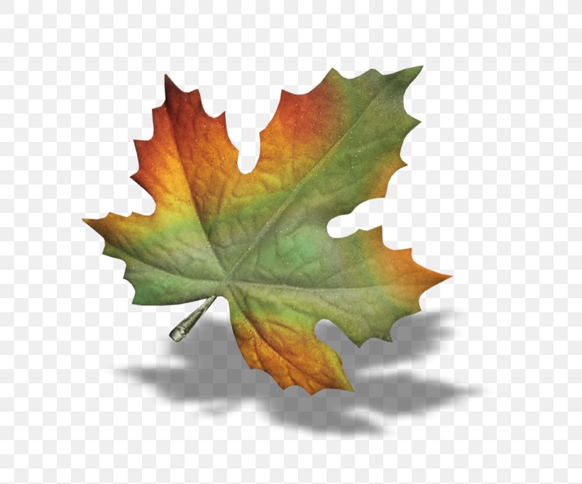 GIF Image Autumn Drawing, PNG, 699x682px, Autumn, Centerblog, Drawing, Leaf, Maple Leaf Download Free