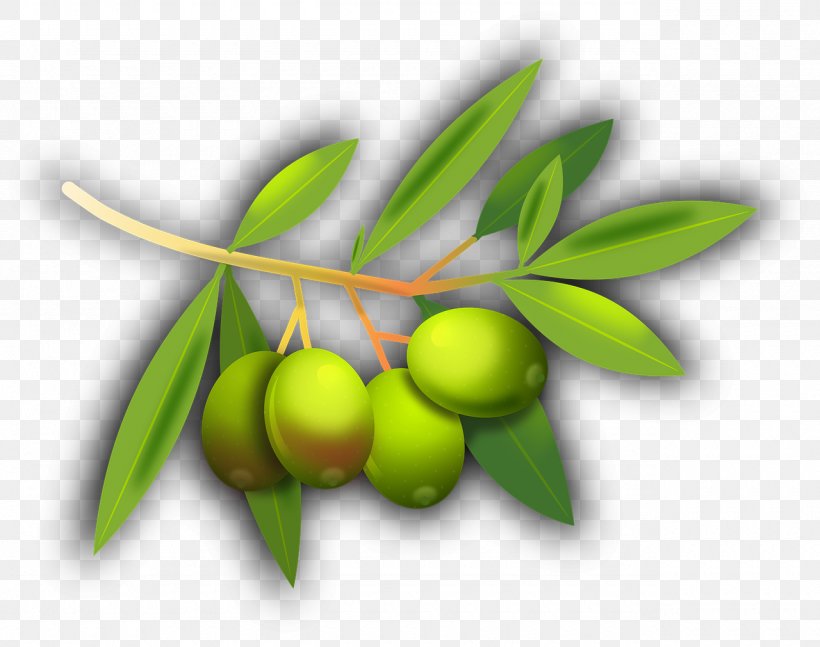 Olive Oil Olive Leaf Mediterranean Cuisine Oliveraie, PNG, 1280x1011px, Olive Oil, Branch, Food, Fruit, Fruit Tree Download Free