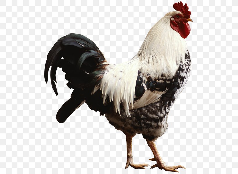 Chicken Desktop Wallpaper Rooster, PNG, 600x600px, Chicken, Beak, Bird, Egg, Feather Download Free