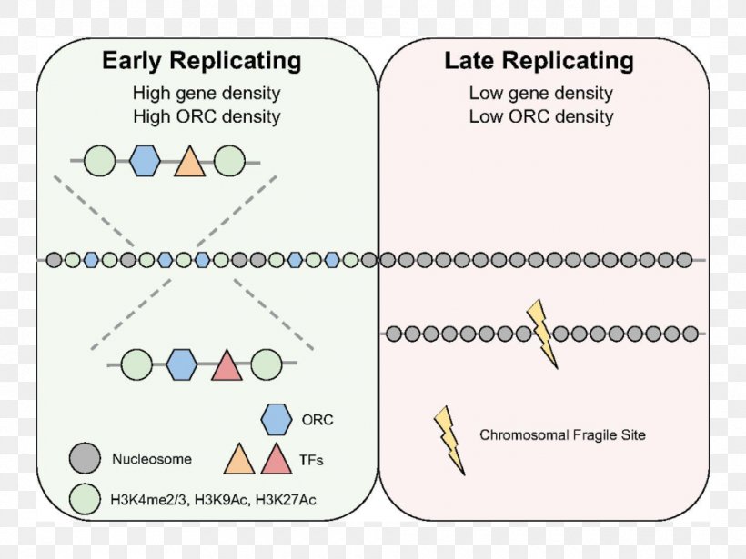 DNA Replication Replication Timing Origin Of Replication Origin Recognition Complex Cell, PNG, 960x720px, Dna Replication, Area, Cell, Chromatin, Chromosome Download Free