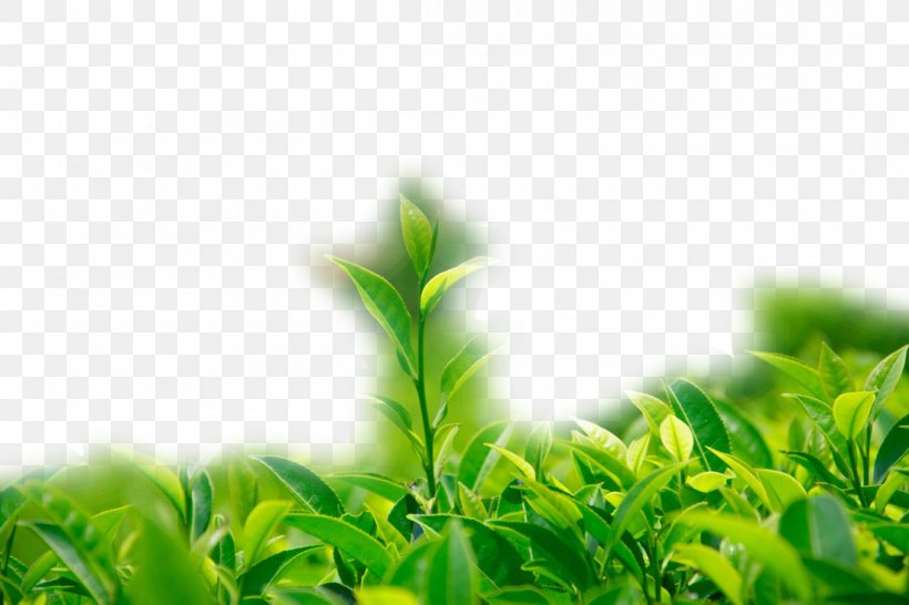 Green Tea Wallpaper, PNG, 1100x733px, Tea, Camellia Sinensis, Grass, Green, Green Tea Download Free