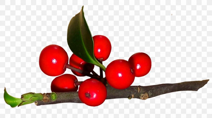 Holly, PNG, 1941x1080px, Plant, Berry, Cranberry, Flower, Fruit Download Free