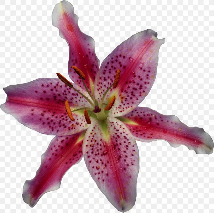 Lilium Microsoft Office Excel 2007 On Demand (Adobe Reader) Flower, PNG, 1200x1195px, Lilium, Computer Software, Daylily, Flower, Flowering Plant Download Free