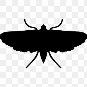 Insect - Moth Insect Butterfly Clip Art PNG