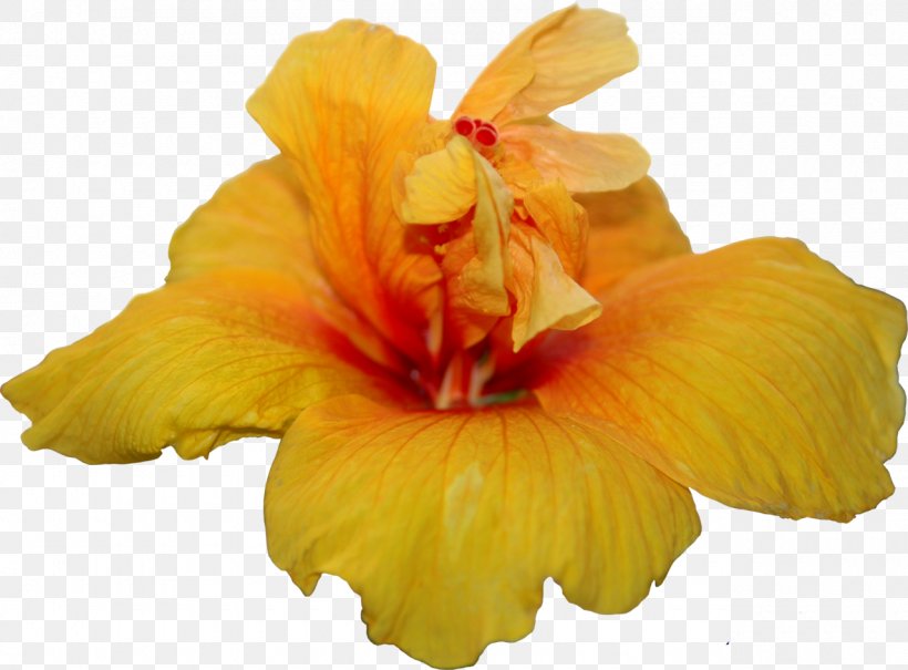 Hibiscus Flower Color Clip Art, PNG, 1280x945px, Hibiscus, Canna Family, Canna Lily, Chromotherapy, Color Download Free