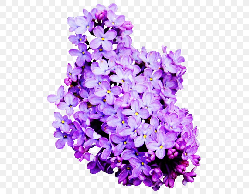 Lavender Cut Flowers Lilac, PNG, 531x640px, Lavender, Annual Plant, Color, Cut Flowers, Floral Design Download Free