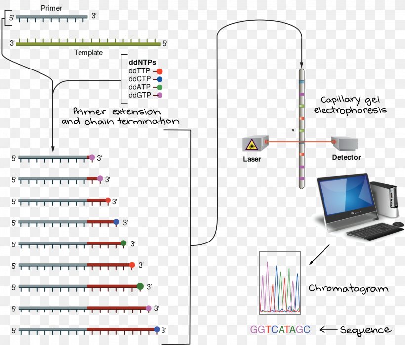 Sanger Sequencing DNA Sequencing Dideoxynucleotide, PNG, 2252x1923px, Sanger Sequencing, Adenine, Area, Diagram, Dideoxynucleotide Download Free