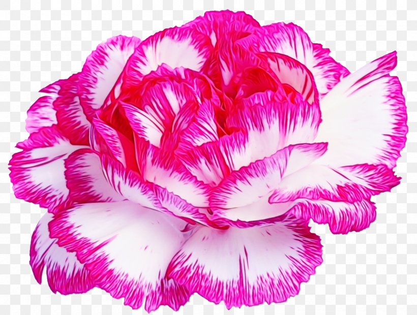 Watercolor Pink Flowers, PNG, 1280x968px, Watercolor, Carnation, Cut Flowers, Dianthus, Feather Download Free