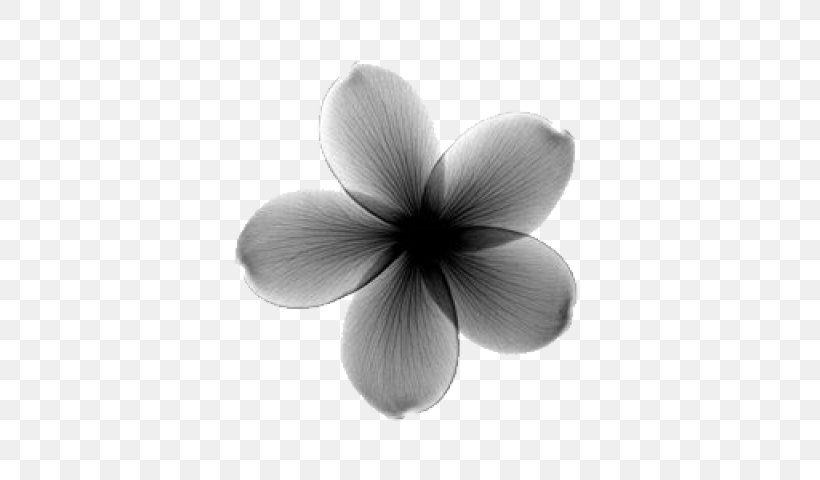X-ray Generator Frangipani Flower, PNG, 480x480px, Xray, Art, Black And White, Botany, Flower Download Free