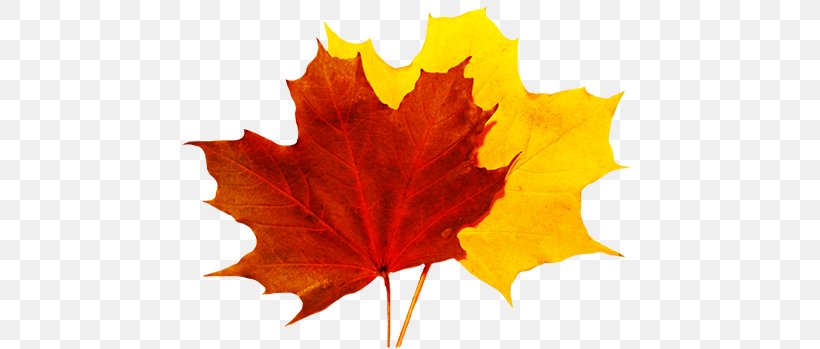 Autumn Leaf Color Clip Art, PNG, 472x349px, Autumn Leaf Color, Autumn, Leaf, Maple, Maple Leaf Download Free
