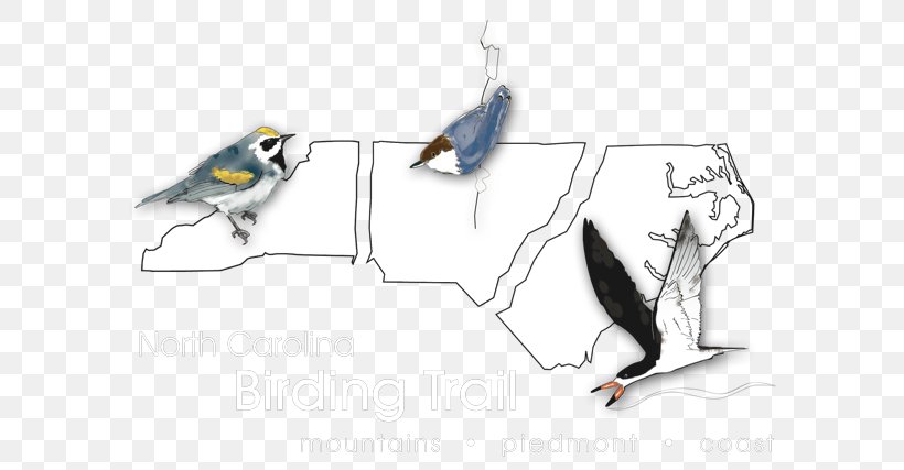 Birdwatching The North Carolina Birding Trail: Mountain Trail Guide Beak, PNG, 640x427px, Bird, Appalachian Mountains, Artwork, Beak, Birdwatching Download Free