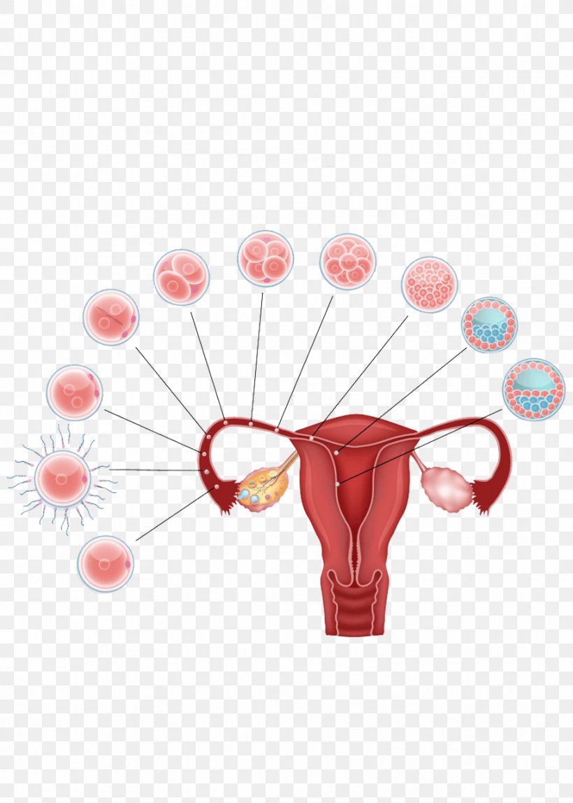 Blastocyst Human Fertilization Fertilisation Embryo Egg Cell, PNG, 912x1277px, Blastocyst, Assisted Reproductive Technology, Balloon, Developmental Biology, Egg Cell Download Free