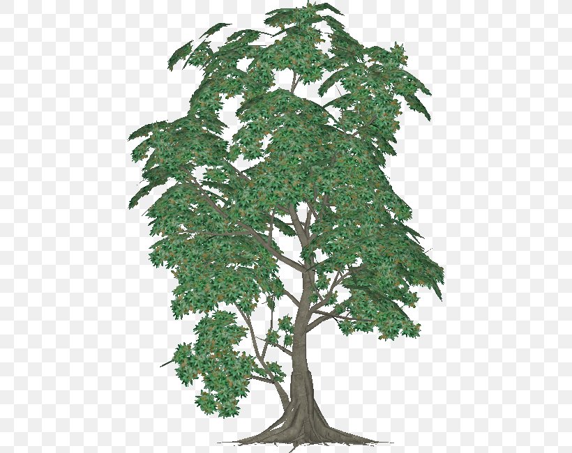 Chinese Sweet Plum Evergreen Plane Trees Leaf, PNG, 455x650px, Chinese Sweet Plum, Branch, Evergreen, Houseplant, Leaf Download Free