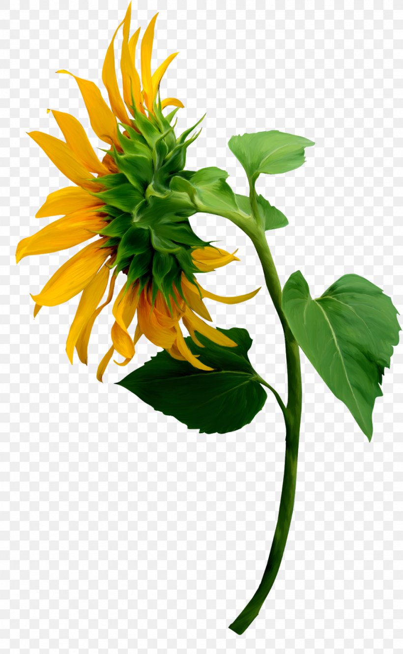 Common Sunflower Image Illustration, PNG, 985x1600px, Common Sunflower, Botany, Cut Flowers, Daisy Family, English Marigold Download Free