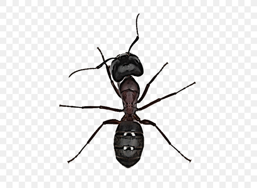 Insect Pest Carpenter Ant Ant Membrane-winged Insect, PNG, 600x600px, Insect, Ant, Carpenter Ant, Fly, Membranewinged Insect Download Free