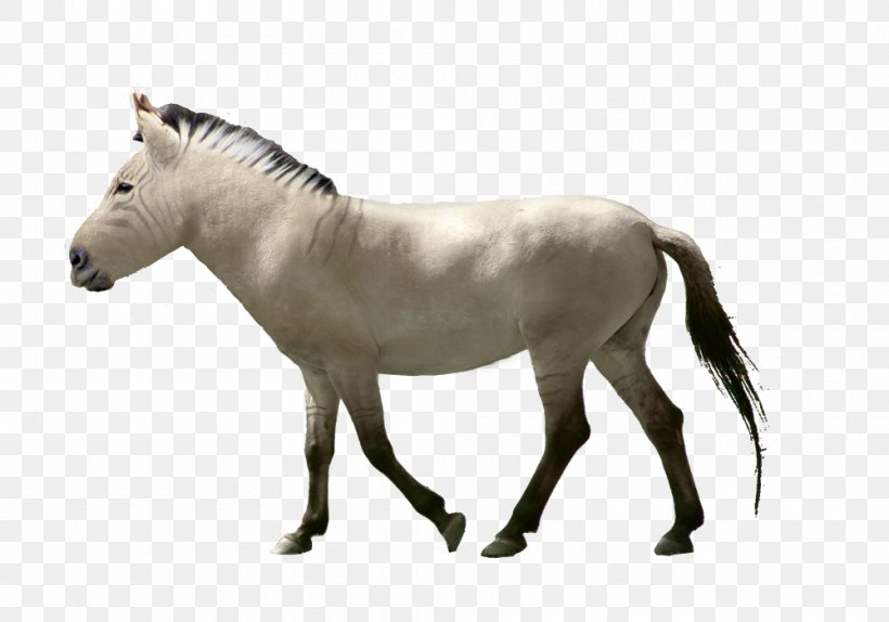 Mane Mustang Pony Stallion Wild Horse, PNG, 1000x700px, Mane, Animal Figure, Donkey, Drawing, Equestrian Download Free