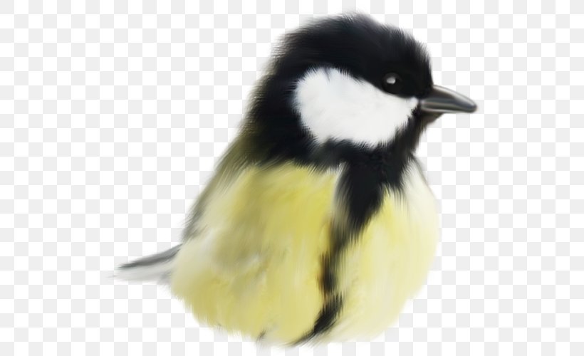 Cute Birds Animal, PNG, 532x500px, Bird, Animal, Beak, Chickadee, Color Download Free