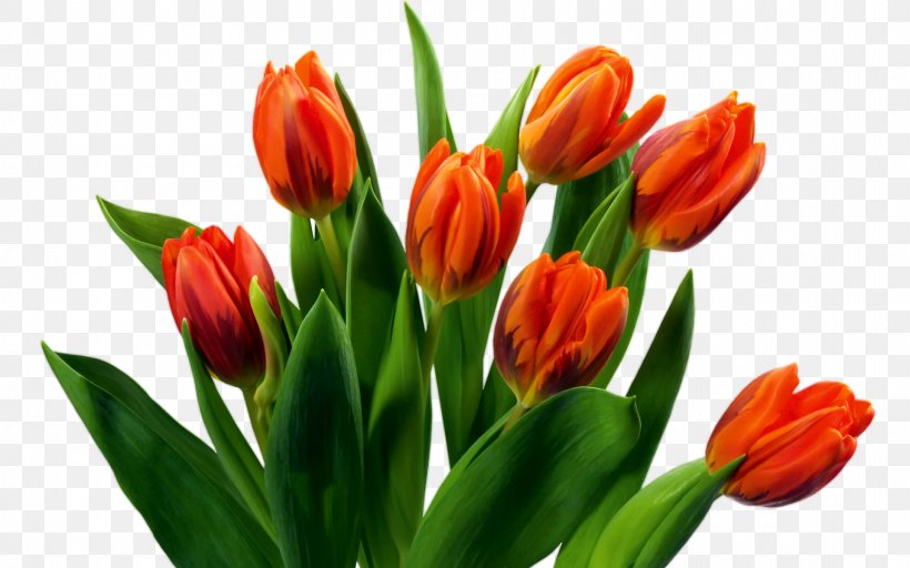 Flower Bouquet Tulip, PNG, 1920x1200px, Flower, Bud, Cut Flowers, Dots Per Inch, Floristry Download Free
