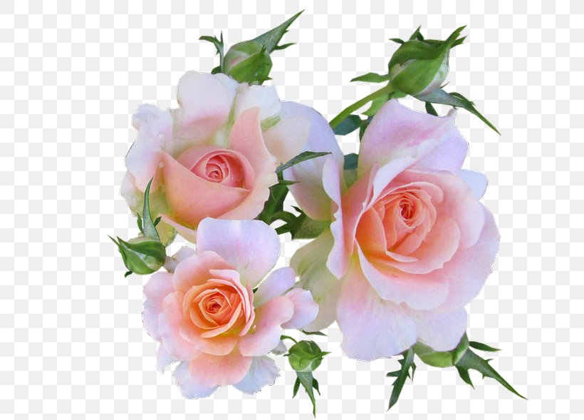 Rose Card Flower Floral Design Image, PNG, 700x589px, Rose, Artificial Flower, Birthday, Bouquet, Bud Download Free