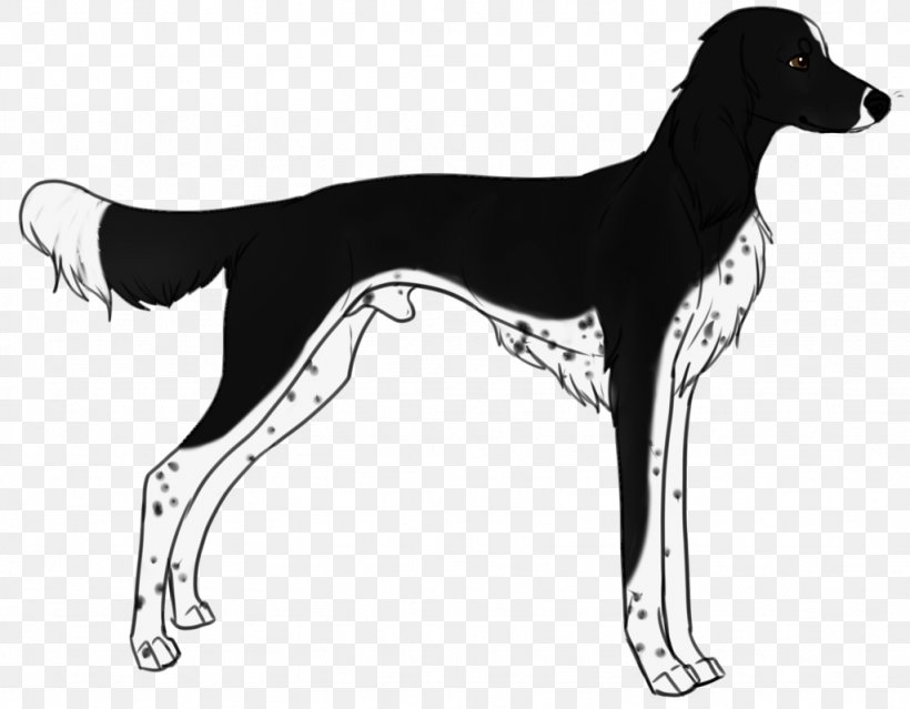 Saluki Italian Greyhound Sloughi Whippet, PNG, 1024x799px, Saluki, Animal Sports, Azawakh, Black And White, Breed Download Free